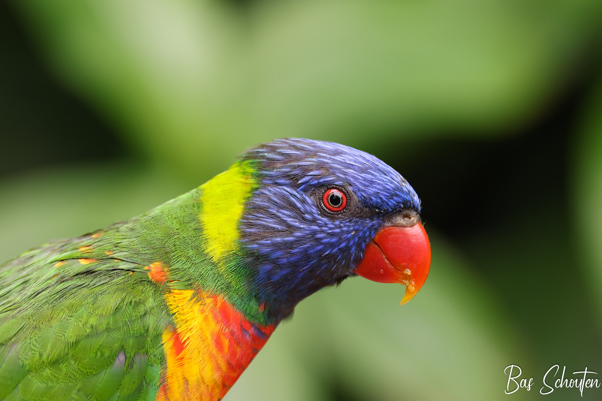 Een foto van een Lori